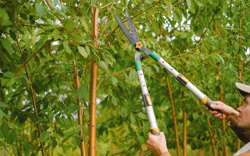 Tree trimming in Ash Grove, MO